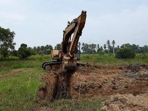 dpohon buluh kg neting pengkalan kubor